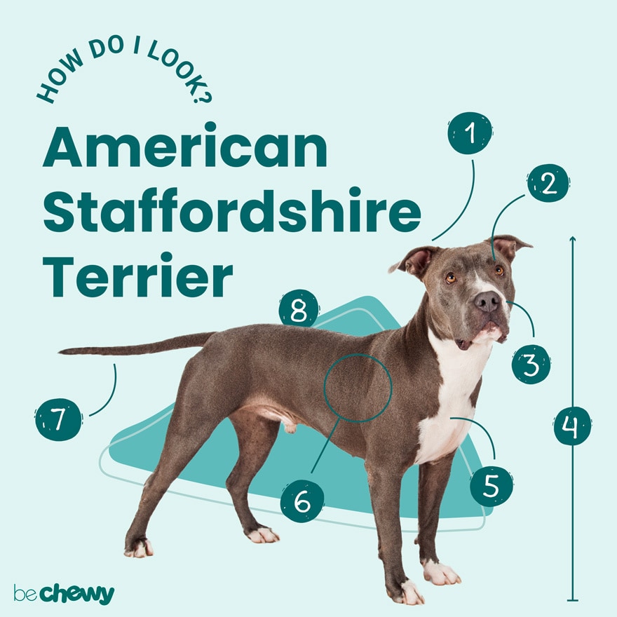 american staffordshire terrier shed