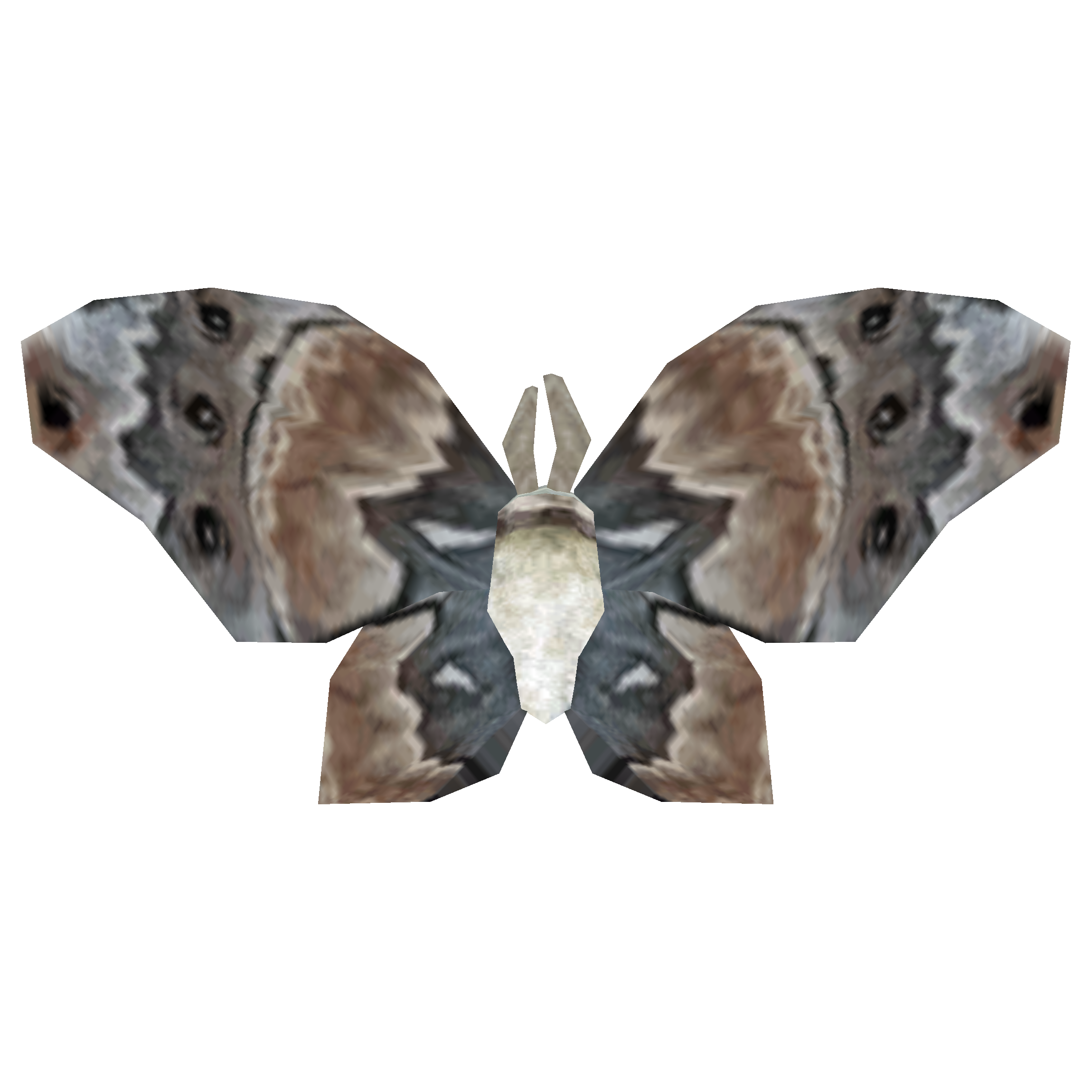 ancestor moth wing