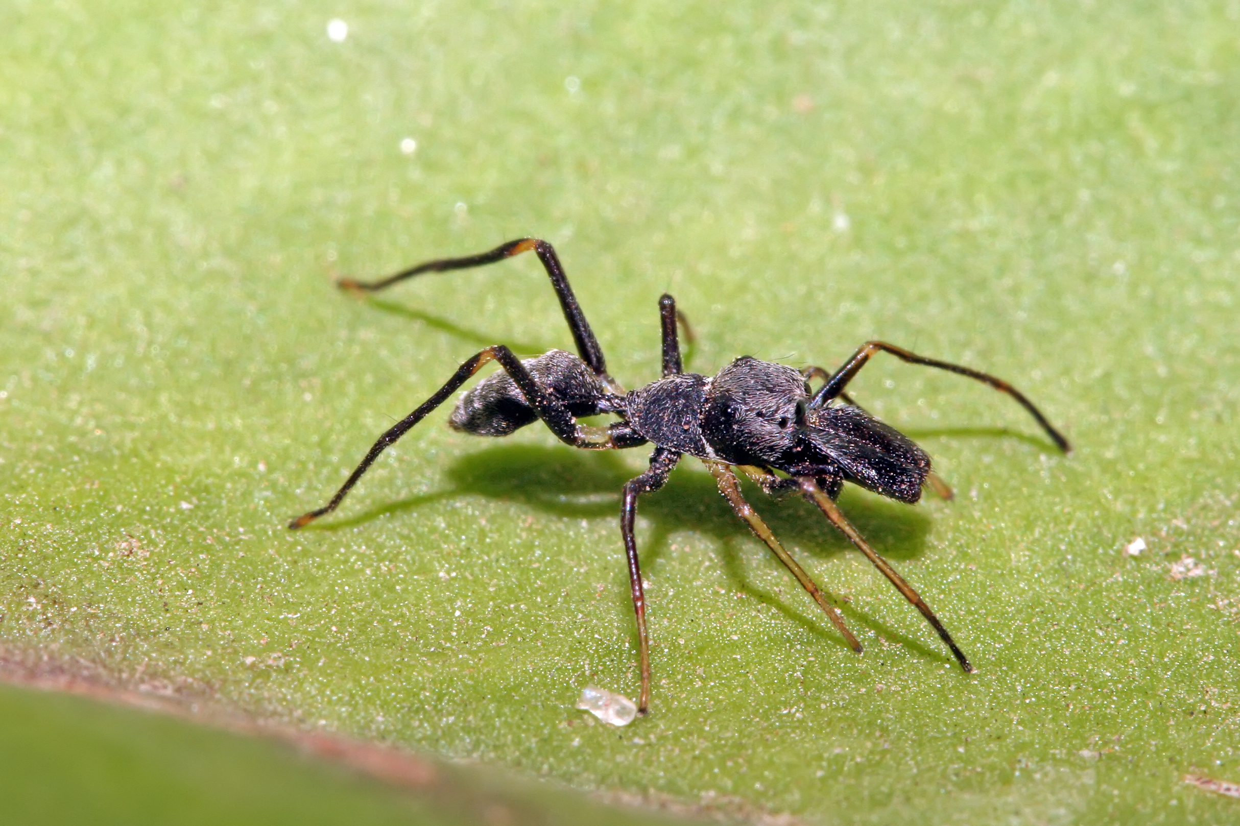 ant spider hybrid