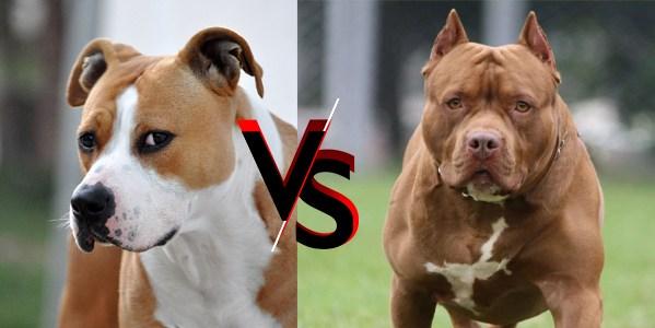 apbt vs staffordshire terrier