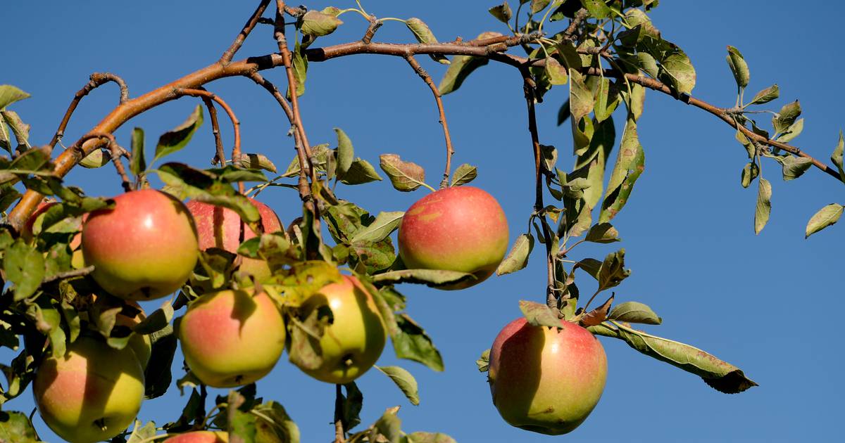 apple orchard near dekalb illinois