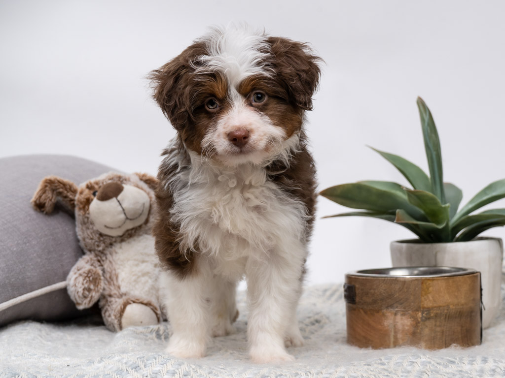 aussiedoodle for sale florida