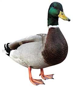 duck synonym