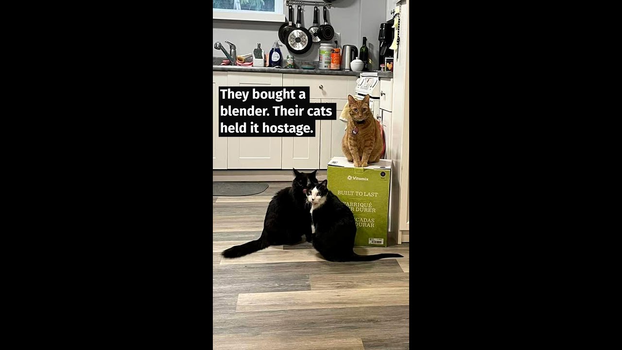 cats blender