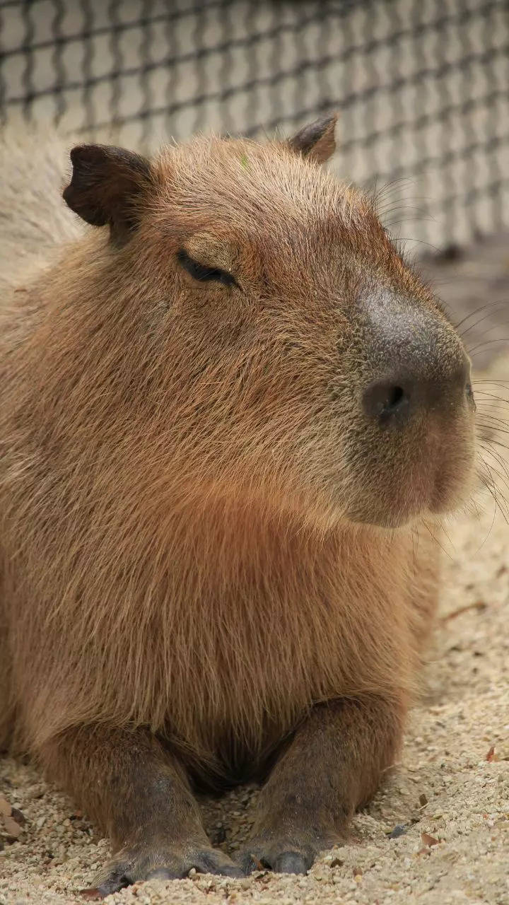 cute capybara