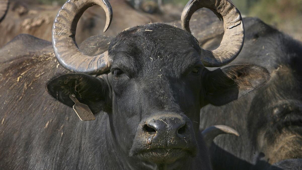 buffalo like ox crossword clue