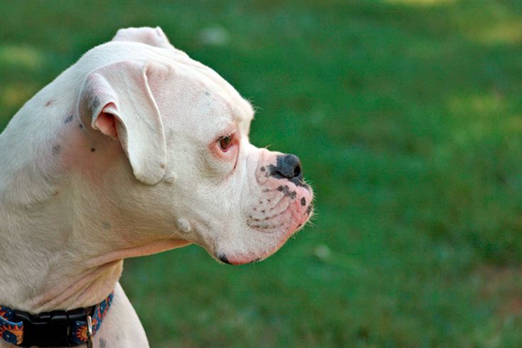 boxer blanco albino