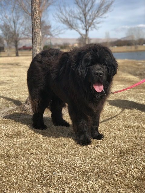 newfoundland breeders colorado