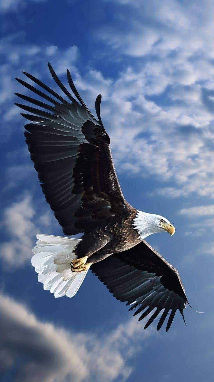 eagle flying images