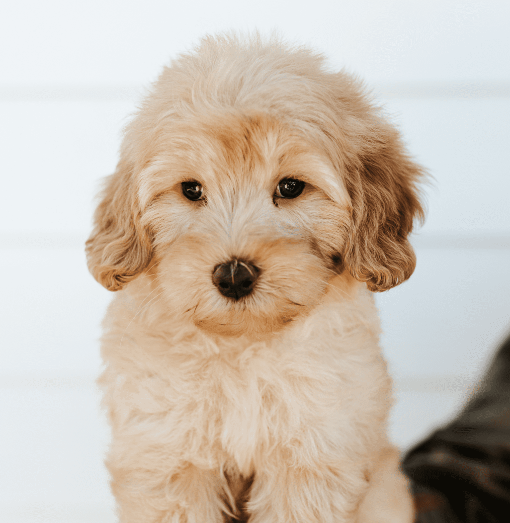 schnoodle puppies for sale