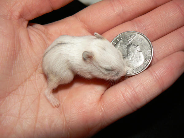 baby white hamster token