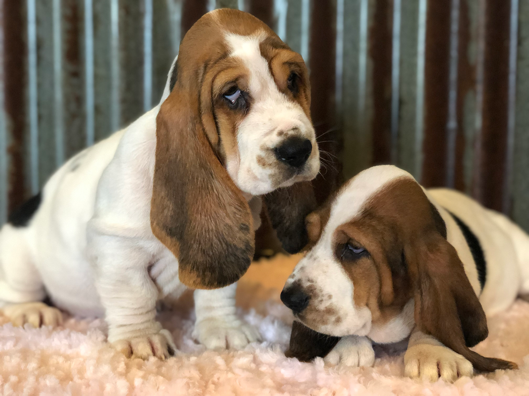 basset hound puppies near me