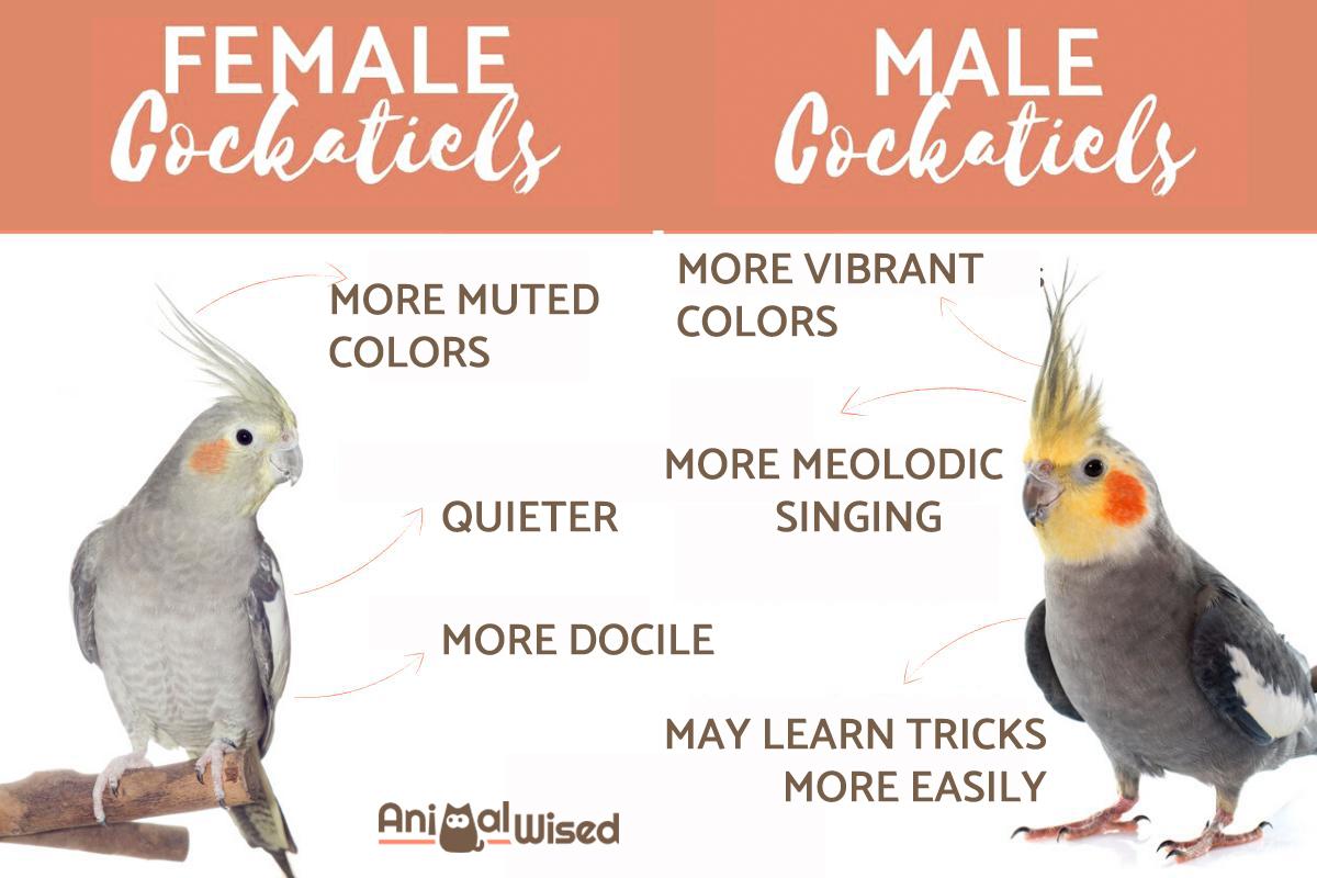 how to tell if a cockatiel is male or female