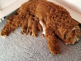 rosebud australian labradoodles