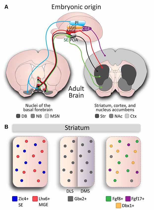 cholinergic neurons