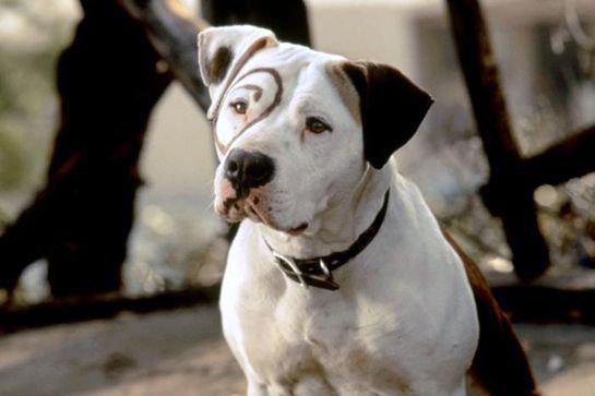 dog in the little rascals