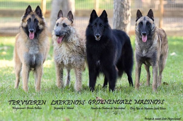 belgian tervuren vs belgian malinois