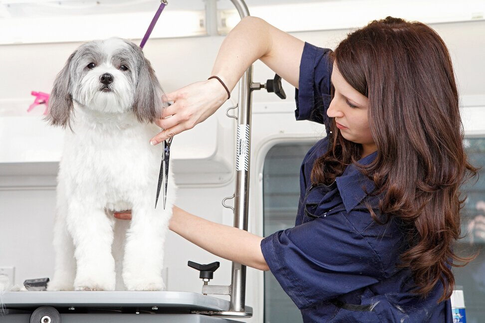 mobile dog wash and grooming