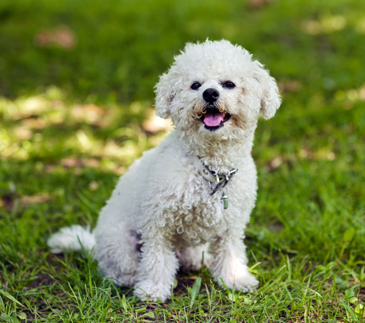 bichon frise for sale near me