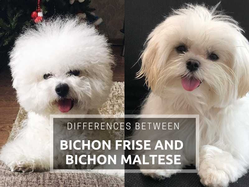 bichon frise maltese