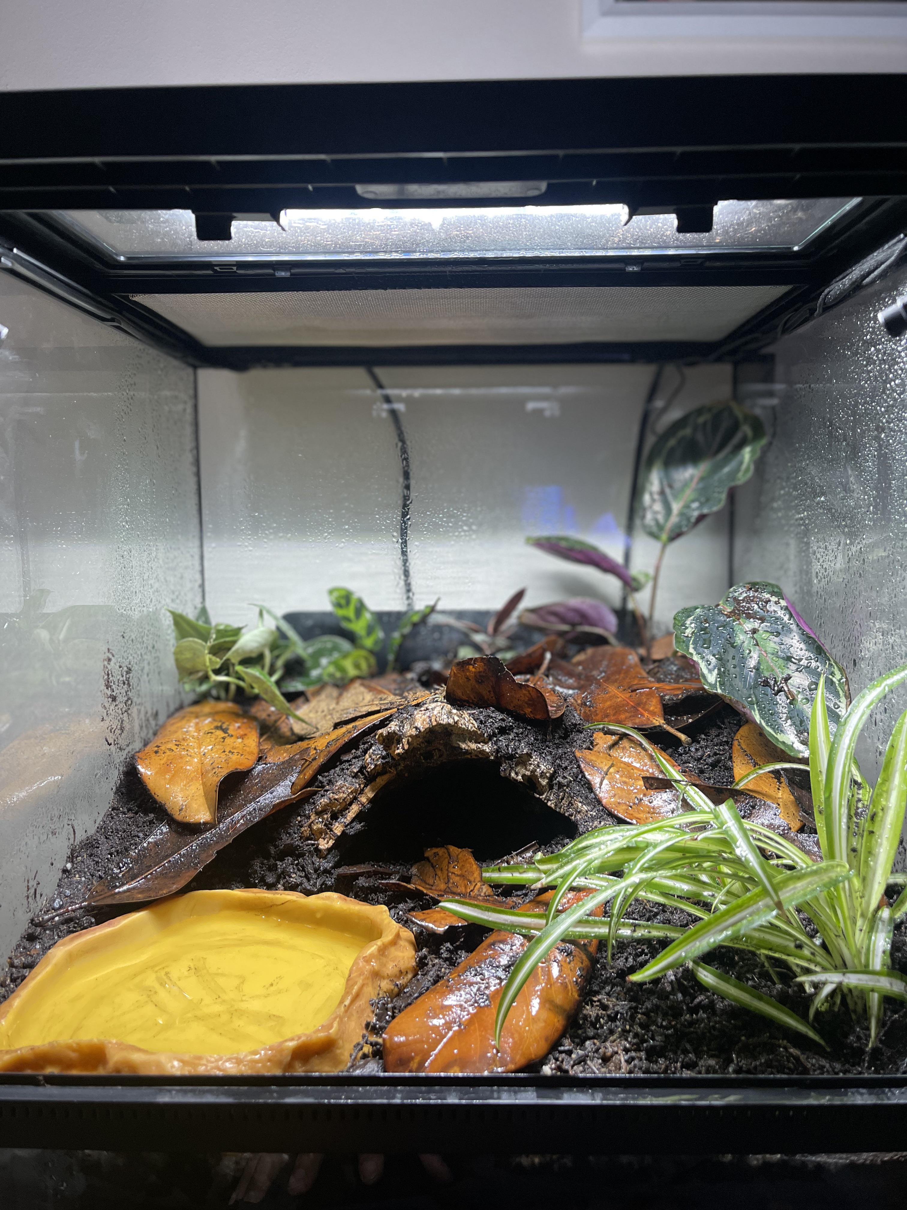 bioactive pacman frog setup