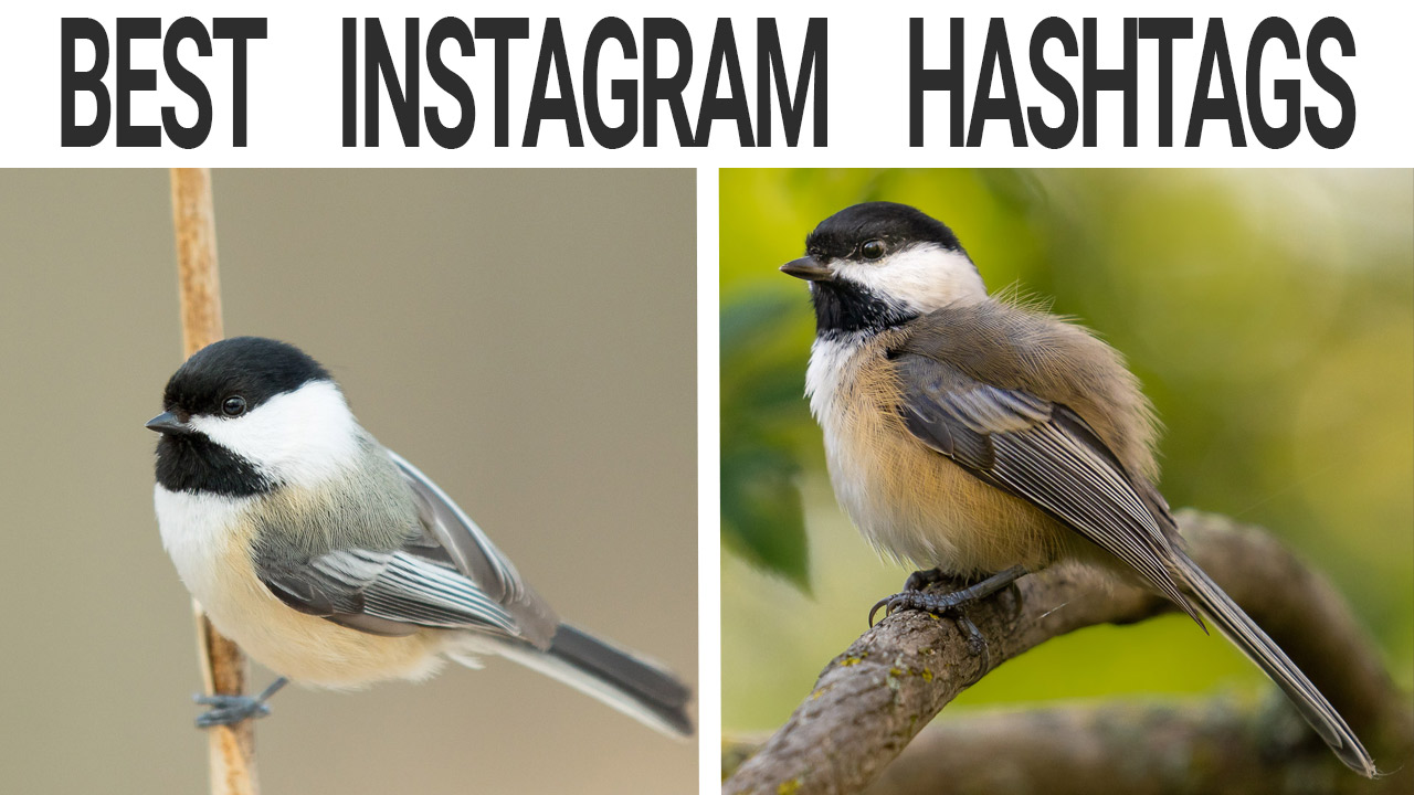 bird hashtags for instagram