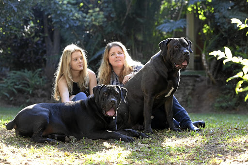 black boerboel