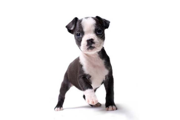 boston terrier puppies near me