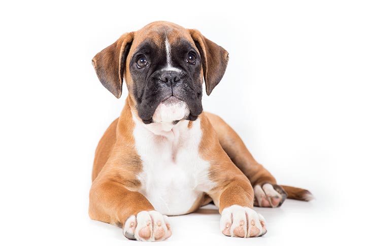 boxer dog puppies