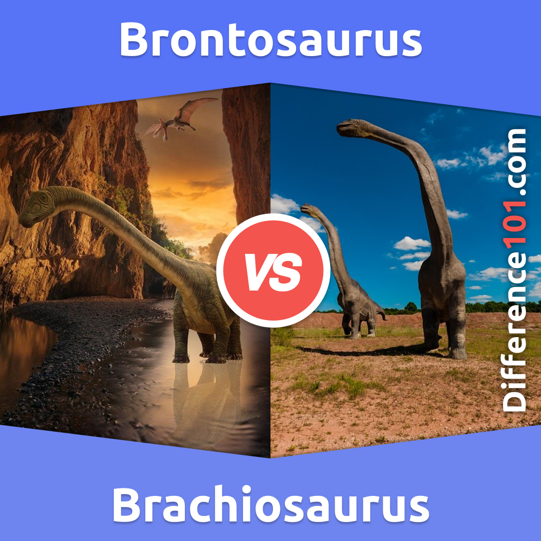 brachiosaurus and brontosaurus