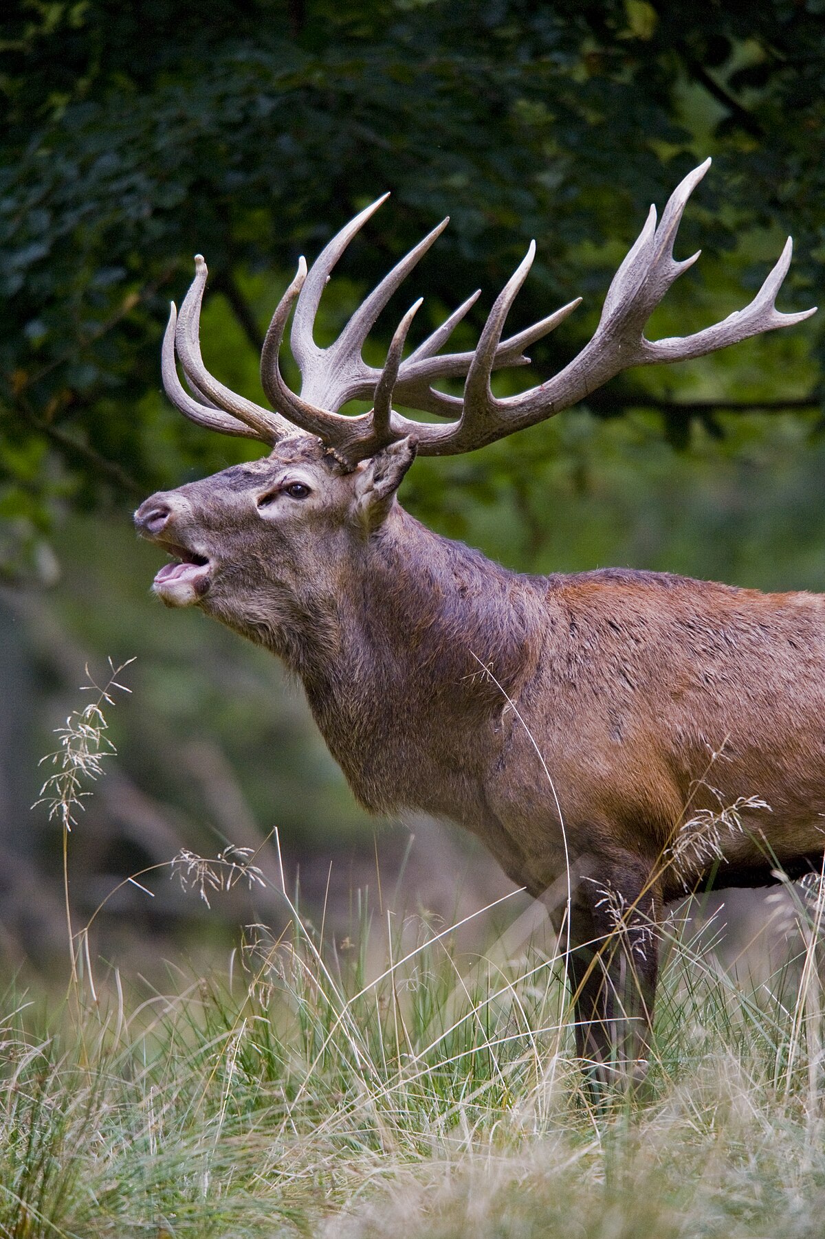 buck meaning in tamil