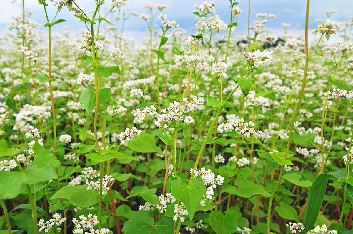 buckwheat plant pictures