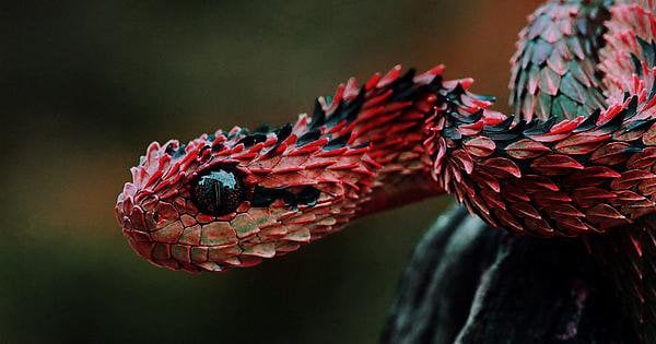 bush viper wallpaper