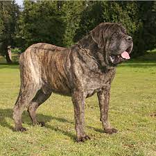 buy or adopt english mastiff