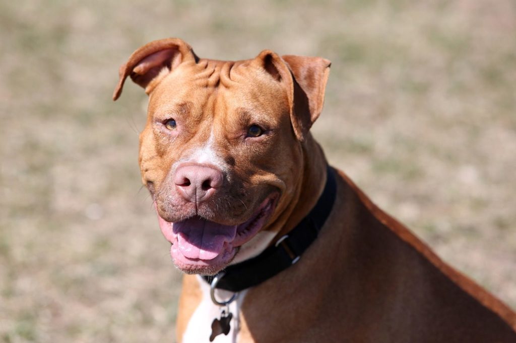 red nose bully pitbull