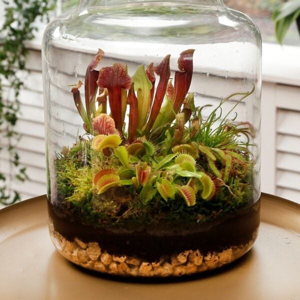 carnivorous plant terrarium