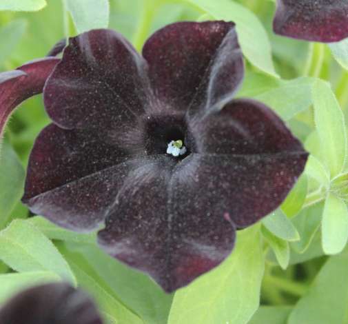 petunia black ray