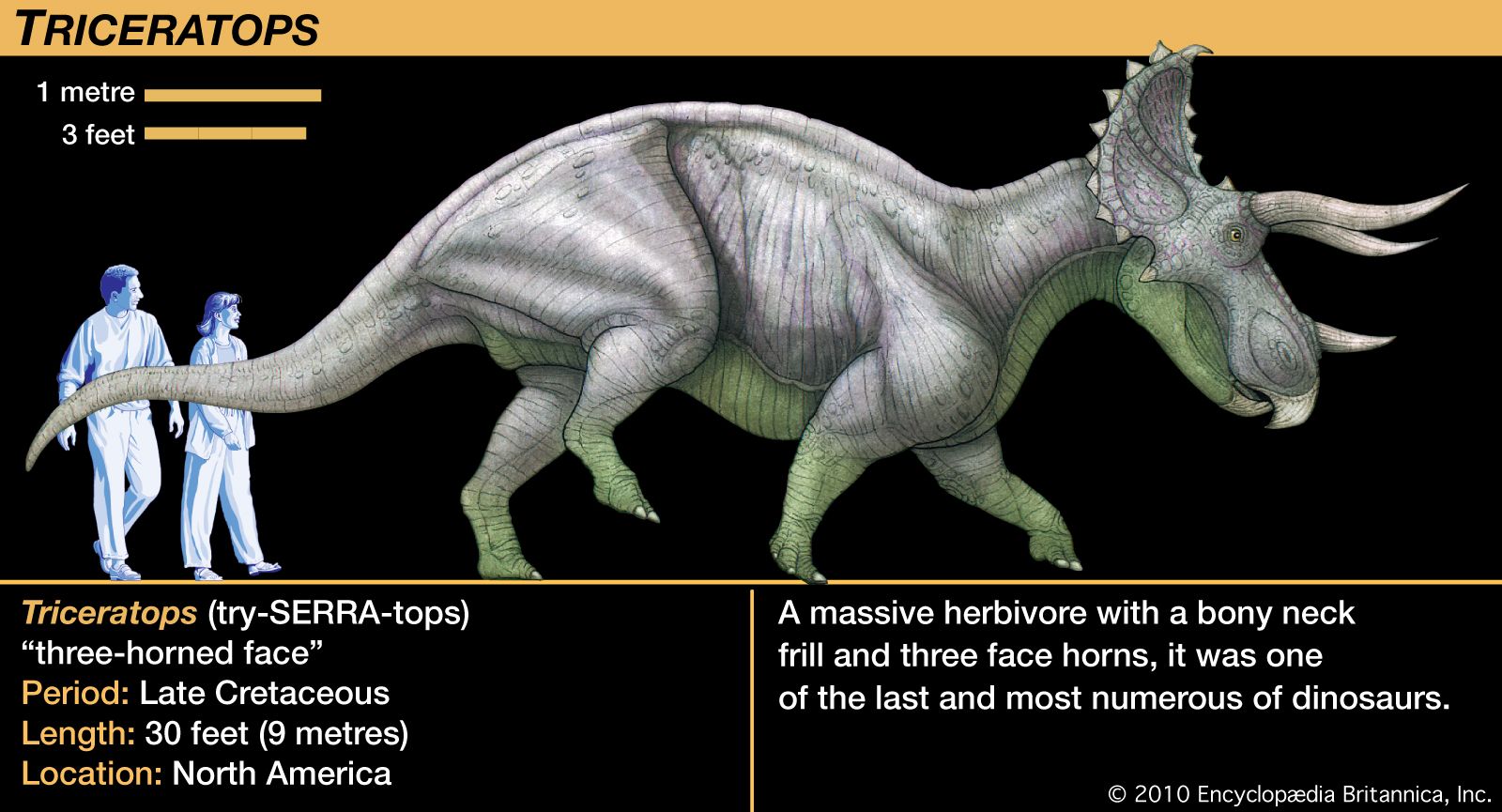 triceratops fact file