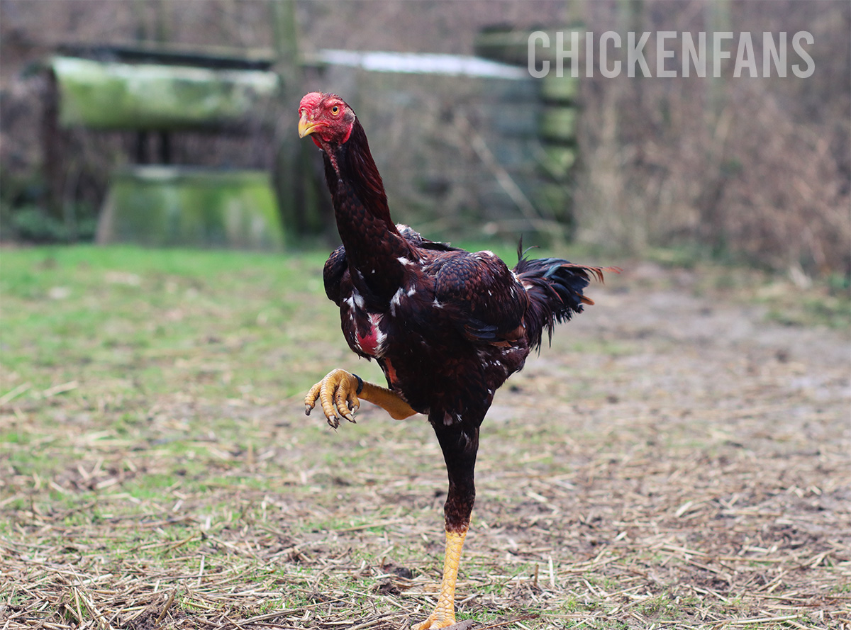 malay rooster for sale