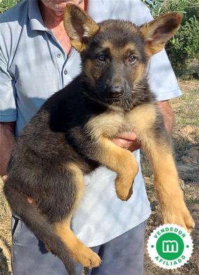 pastor aleman cachorro gratis