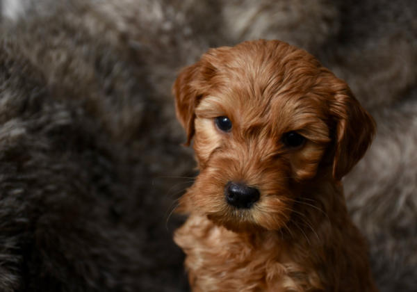 amalie labradoodles