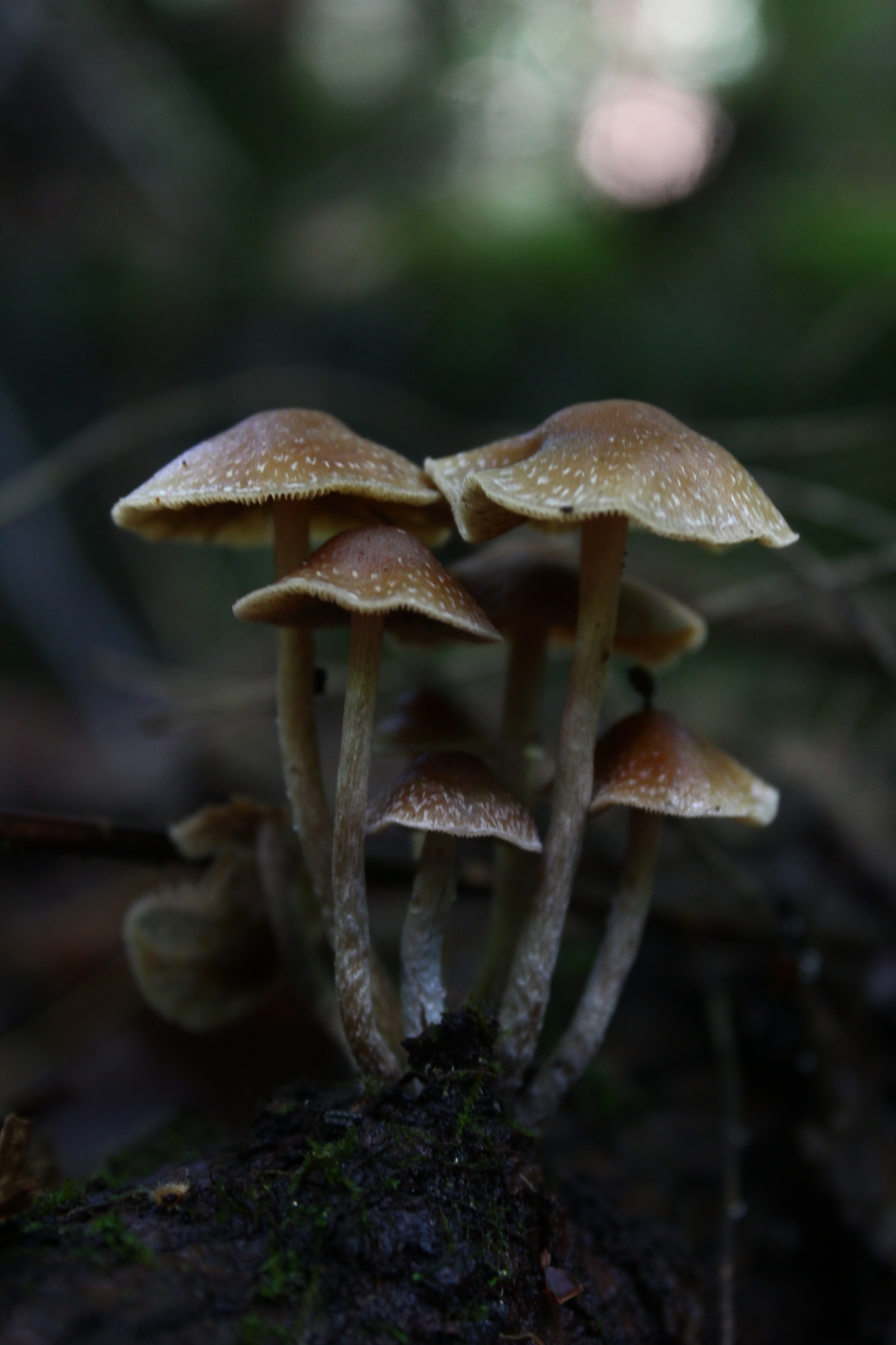 psilocybe caerulipes pictures