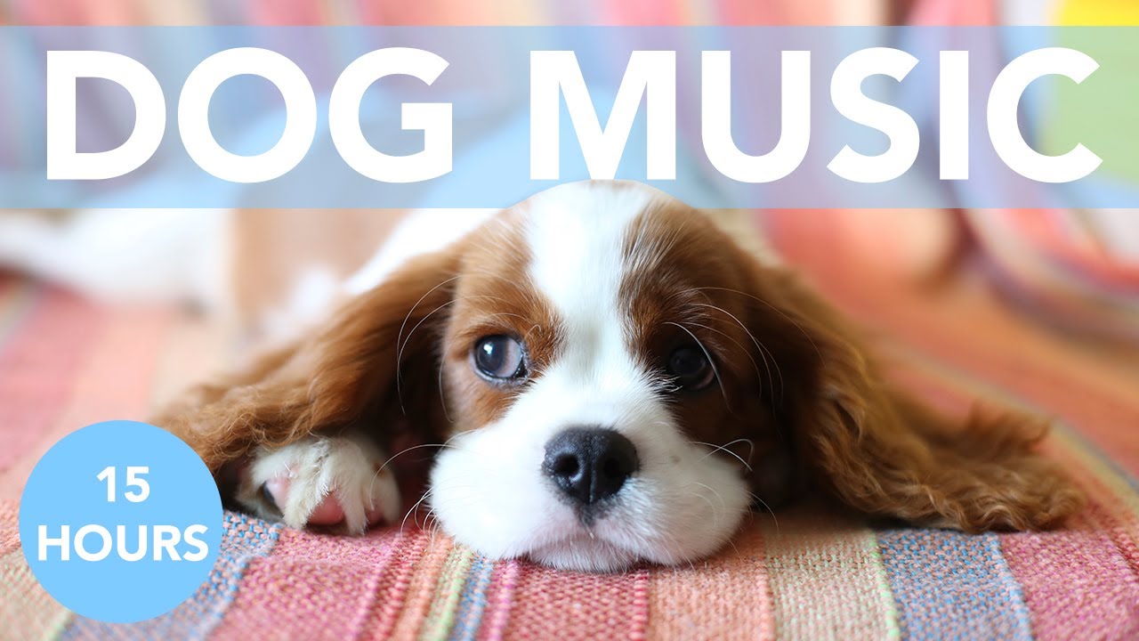 music for anxious dogs