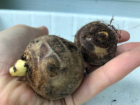 elephant ear bulbs canada