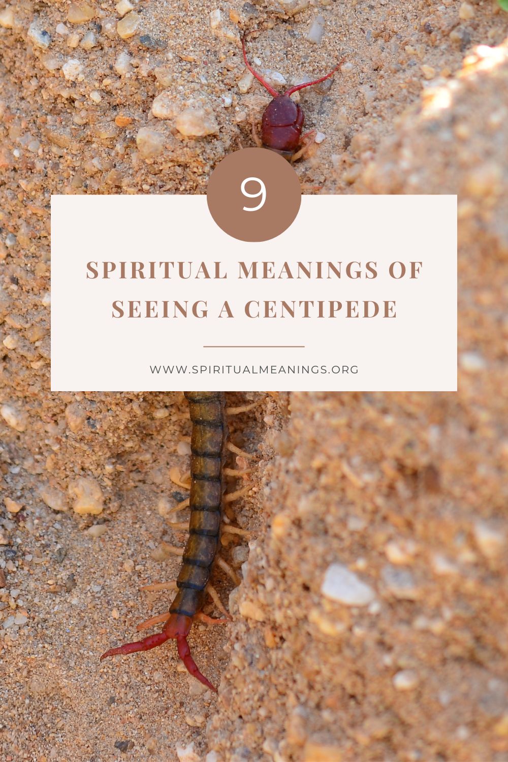 spiritual meaning of centipede