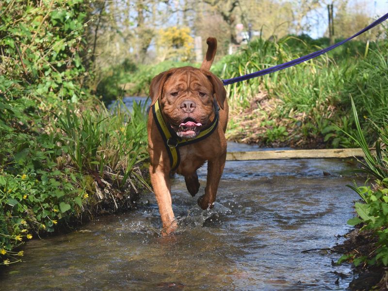 dogue de bordeaux rescue uk