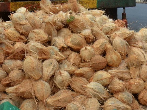 coconut wholesale price