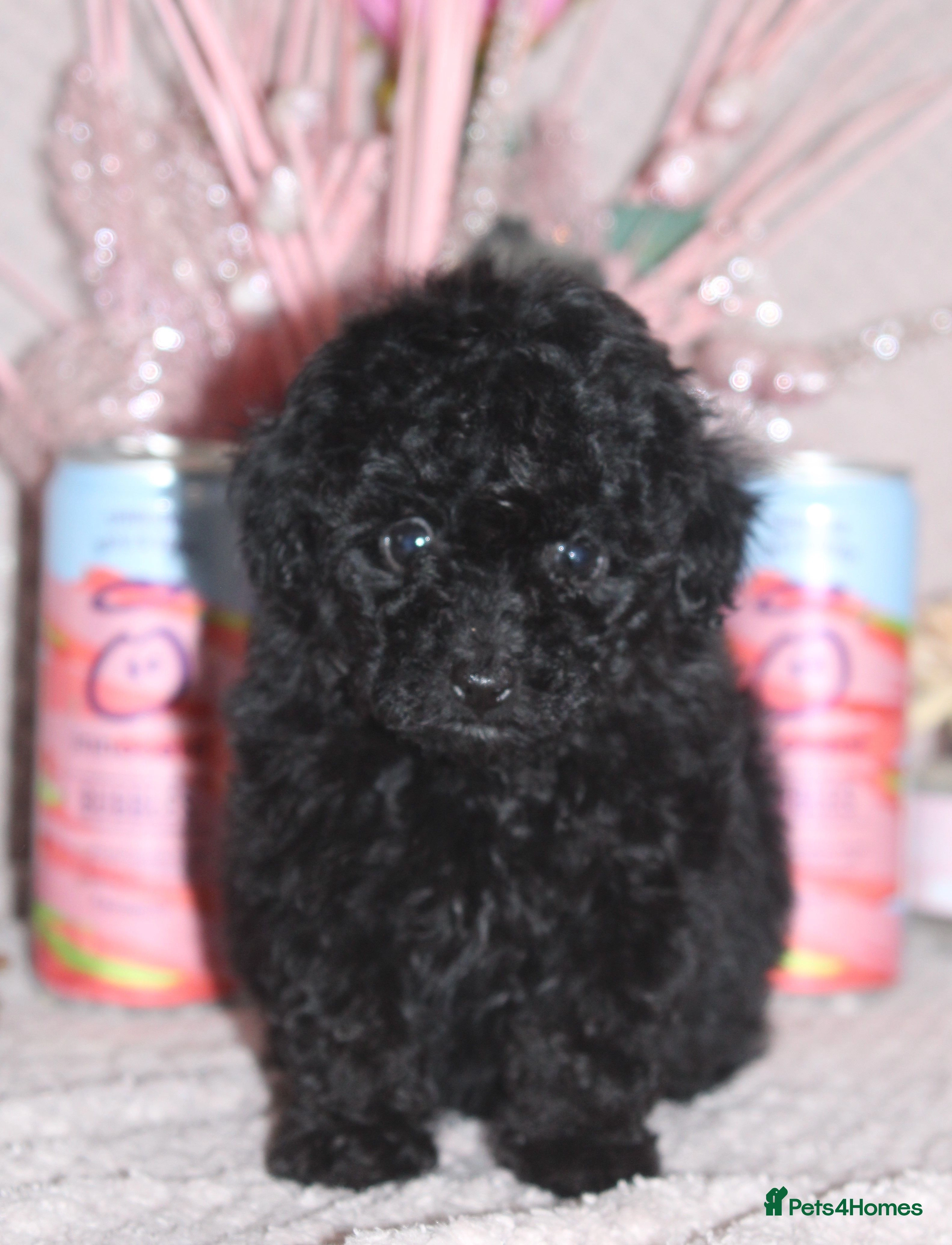 poodles for sale in kent