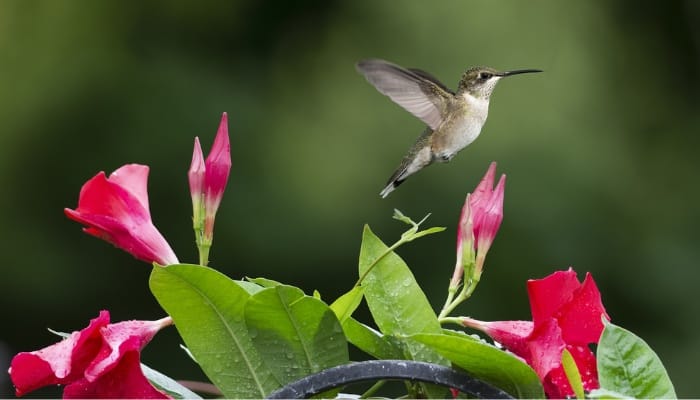 do hummingbirds like dipladenia