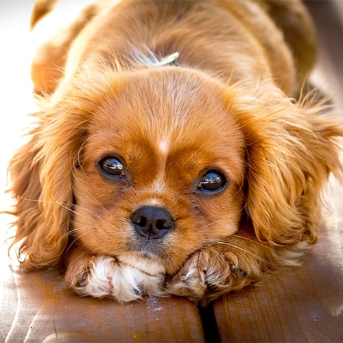 miniature king charles spaniel puppies